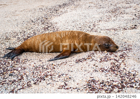 Young sea lion resting on the beach at Playa Loberia 142048246