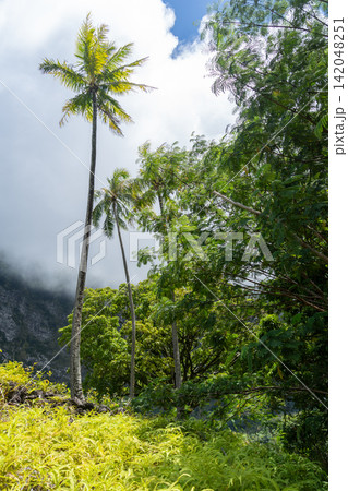 Mountains and tropical forest near Atuona, Hiva Oa, French Polynesia, Marquesas Islands Mountains and tropical forest near Atuona, Hiva Oa, French Polynesia, Marquesas Islands 142048251