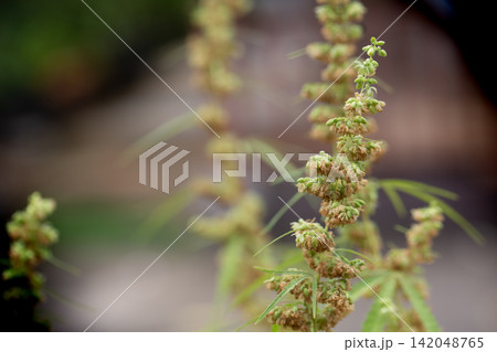 Green male hemp flowers begin to bloom Green male hemp flowers begin to bloom 142048765