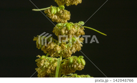 The male hemp flowers are in full bloom and ready to release the pollen. 142048766