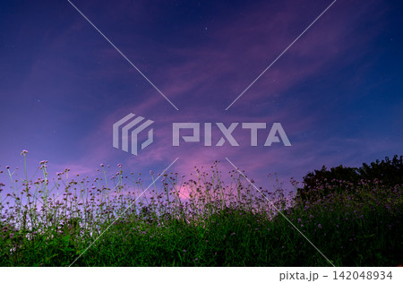 Spring summer blossoming spider flower field colorful Spring summer blossoming spider flower field colorful 142048934