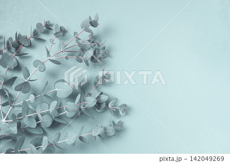 Eucalyptus branch, on a pale green background, top view, wallpaper, photo background, no people, Eucalyptus branch, on a pale green background, top view, wallpaper, photo background, no people, 142049269