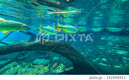沈木の上を泳ぐリオ・ダ・プラタの淡水魚群 沈木の上を泳ぐリオ・ダ・プラタの淡水魚群 142049451