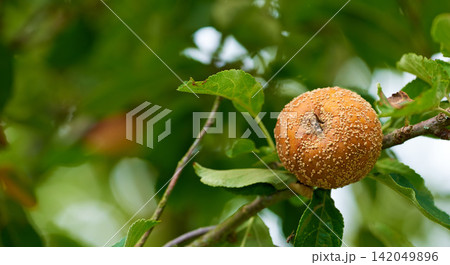 Rotten apple, tree and orchard in closeup for growth in nature with agriculture, nutrition or food production. Outdoor, farming and spoiled fruit with bad crop, fail and fungi on plant in countryside Rotten apple, tree and orchard in closeup for growth in nature with agriculture, nutrition or food production. Outdoor, farming and spoiled fruit with bad crop, fail and fungi on plant in countryside 142049896