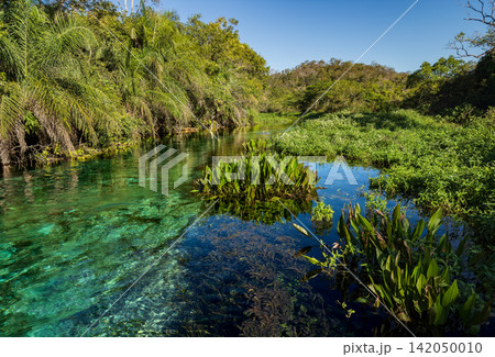 豊かな水辺の植物に囲まれたリオ・スクリの清流 豊かな水辺の植物に囲まれたリオ・スクリの清流 142050010
