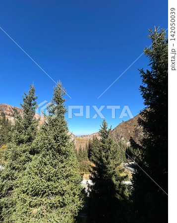 Mountain Pine Forest Under Blue Sky Mountain Pine Forest Under Blue Sky 142050039