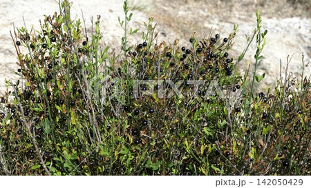 Clusters of black wild berries growing among green grass in a natural coastal landscape Clusters of black wild berries growing among green grass in a natural coastal landscape 142050429
