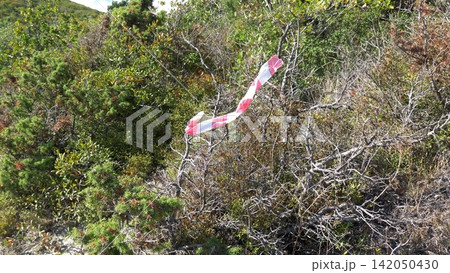 Juniper tree on a coastal cliff with a hiking trail marker overlooking the sea under a clear blue sky 142050430