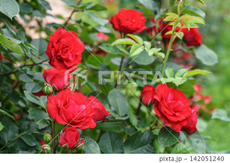 Colorful rose bushes with red blooming flowers in lush summer garden landscape background Colorful rose bushes with red blooming flowers in lush summer garden landscape background 142051240