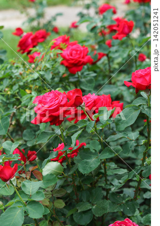 Branch of bright red rose flowers blooming in garden with green leaves and natural background Branch of bright red rose flowers blooming in garden with green leaves and natural background 142051241