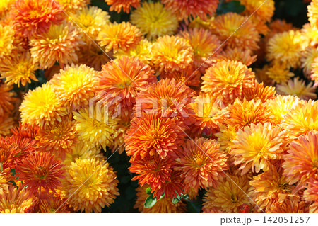 Orange chrysanthemum flowers morifolium or cushion mum blooming in autumn garden, floral background 142051257