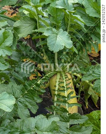 畑の土から大きく育つ大根と青々とした葉 / 農業や家庭菜園、野菜栽培を伝える自然素材 畑の土から大きく育つ大根と青々とした葉 / 農業や家庭菜園、野菜栽培を伝える自然素材 142052327