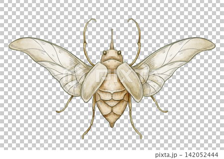 Beetle watercolor illustration. Decorative insect isolated on background. Botanical and vintage nature element for ornamental design, greeting cards and invitations in English style. Art with graphic. Beetle watercolor illustration. Decorative insect isolated on background. Botanical and vintage nature element for ornamental design, greeting cards and invitations in English style. Art with graphic. 142052444