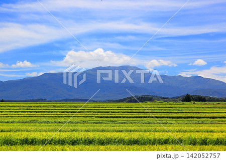8月の庄内平野風景 棚田の稲穂 8月の庄内平野風景 棚田の稲穂 142052757