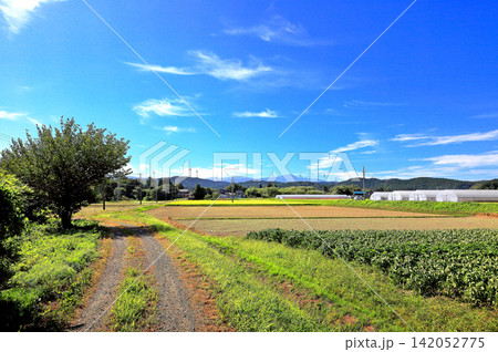 8月の庄内平野風景 田舎風景 8月の庄内平野風景 田舎風景 142052775