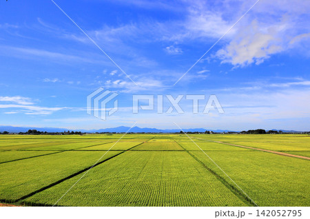 8月の庄内平野風景 田圃 8月の庄内平野風景 田圃 142052795