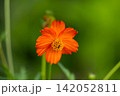 緑の背景に鮮やかに咲く一輪のオレンジ色のキバナコスモス 緑の背景に鮮やかに咲く一輪のオレンジ色のキバナコスモス 142052811