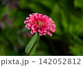 緑の背景に咲く一輪のピンクの百日草(ジニア) 緑の背景に咲く一輪のピンクの百日草(ジニア) 142052812