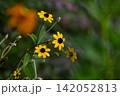 緑の背景に咲く黄色いルドベキア・タカオの花とコピースペース 緑の背景に咲く黄色いルドベキア・タカオの花とコピースペース 142052813
