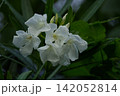 雨上がりの水滴がついた白いキョウチクトウ(夾竹桃)の花 雨上がりの水滴がついた白いキョウチクトウ(夾竹桃)の花 142052814