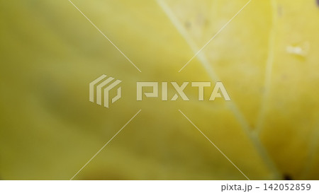 Beautiful yellow textured leaf background. Beautiful yellow textured leaf background. 142052859