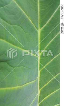 Green leaf pattern background, Natural background and wallpaper. 142052886