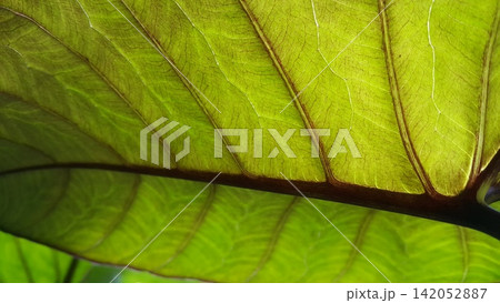 Green leaf pattern background, Natural background and wallpaper. Green leaf pattern background, Natural background and wallpaper. 142052887
