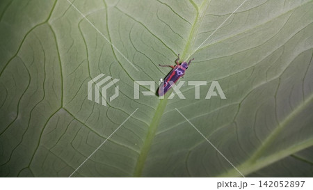Insects such as grasshoppers perch on taro leaves. Insects such as grasshoppers perch on taro leaves. 142052897