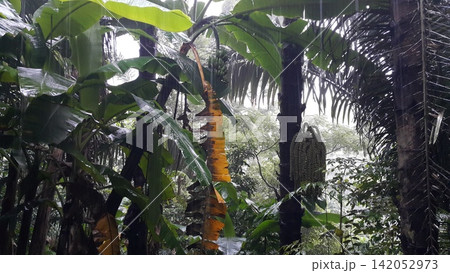 Background scene of heavy rain in forest. Background scene of heavy rain in forest. 142052973