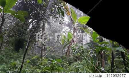 Background scene of heavy rain in forest. Background scene of heavy rain in forest. 142052977
