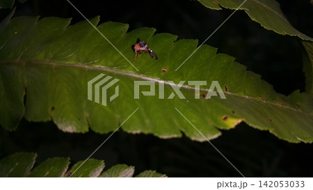 Insects perch on plant leaves. Insects perch on plant leaves. 142053033