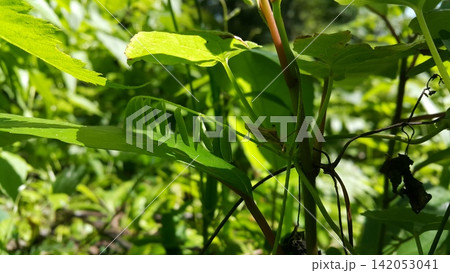 Grasshopper on plants. Taking photos in the forest Grasshopper on plants. Taking photos in the forest 142053041