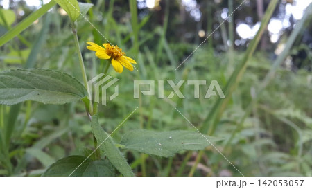 Yellow flower shot in the mountain 142053057