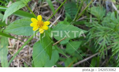Beautiful yellow color flower wallpaper. Cool background. 142053062