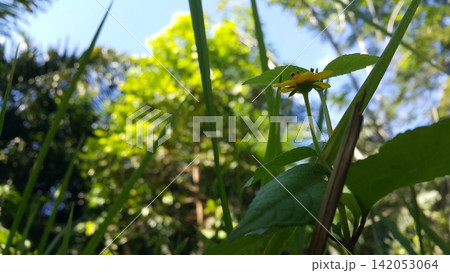 Beautiful yellow color flower wallpaper. Cool background. Beautiful yellow color flower wallpaper. Cool background. 142053064