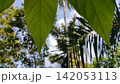 Beautiful wallpaper view of sunshine and trees in forest. 142053113