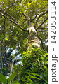 Beautiful wallpaper view of sunshine and trees in forest. 142053114