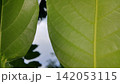 Beautiful and simple leaf background. 142053115