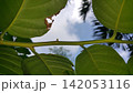 Beautiful and simple leaf background. 142053116