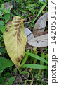 Beautiful and simple leaf background. 142053117