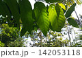 Beautiful and simple leaf background. 142053118