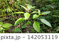 Beautiful and simple leaf background. 142053119