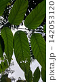 Beautiful and simple leaf background. 142053120