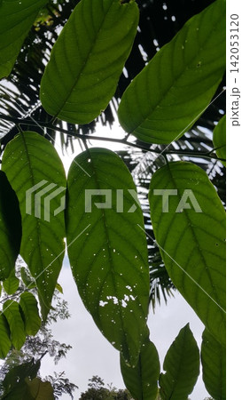 Beautiful and simple leaf background. 142053120