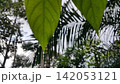 Beautiful and simple leaf background. 142053121