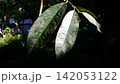 Beautiful and simple leaf background. 142053122