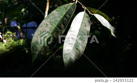 Beautiful and simple leaf background. Beautiful and simple leaf background. 142053122