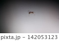 wild weaver ants on tiled floor blur photo 142053123