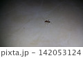 wild weaver ants on the tiled floor 142053124