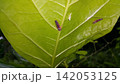 Insects perch on plant leaves. Grasshopper-type insects. 142053125
